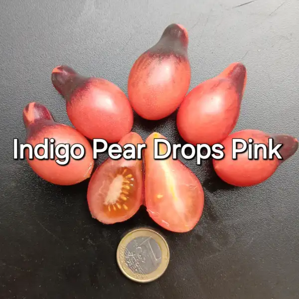 Tomaten: Indigo Pear Drops Pink
