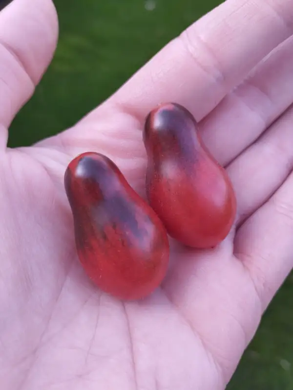 Tomaten: Indigo Pear Drops Pink