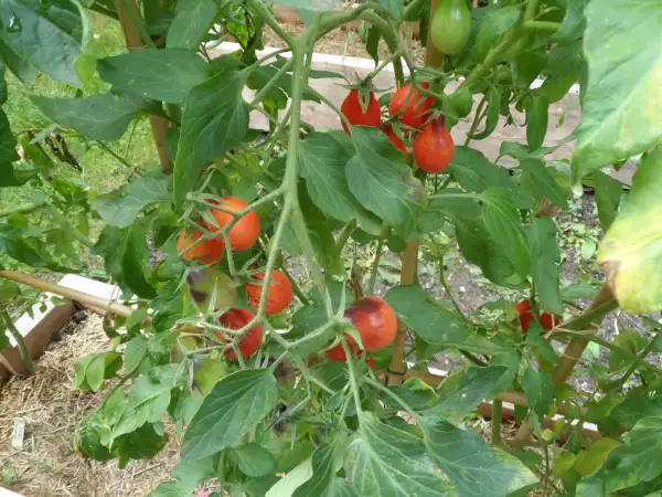 Tomaten: Indigo Pear Drops Pink ( Kat# 2207 )