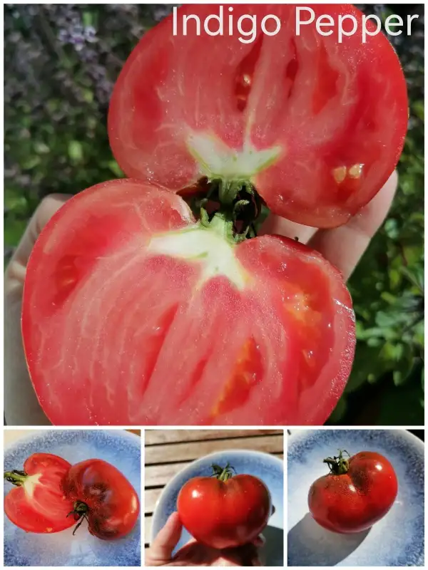 Tomaten: Indigo Pepper