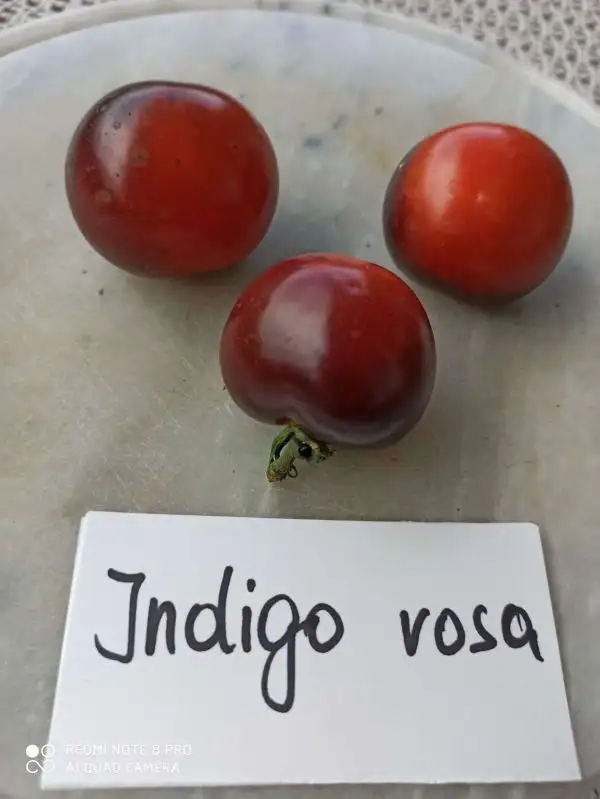 Tomaten: Indigo rosa