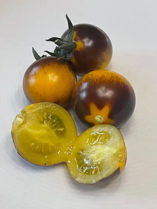 Tomaten: Indigo Rose - Stabtomate
