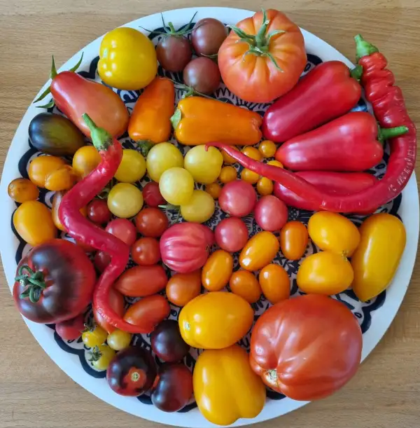 Tomaten: Indigo Rose