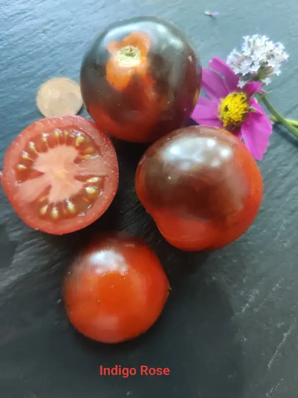 Tomaten: Indigo Rose