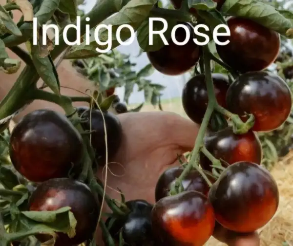 Tomaten: Indigo Rose