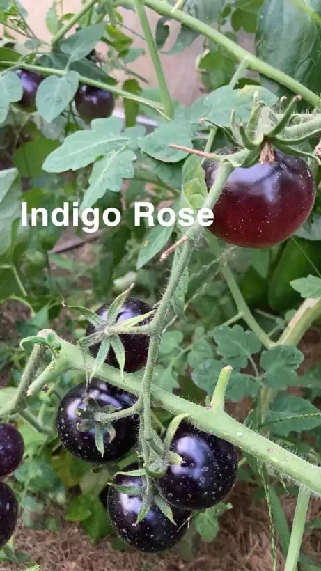 Tomaten: Indigo Rose