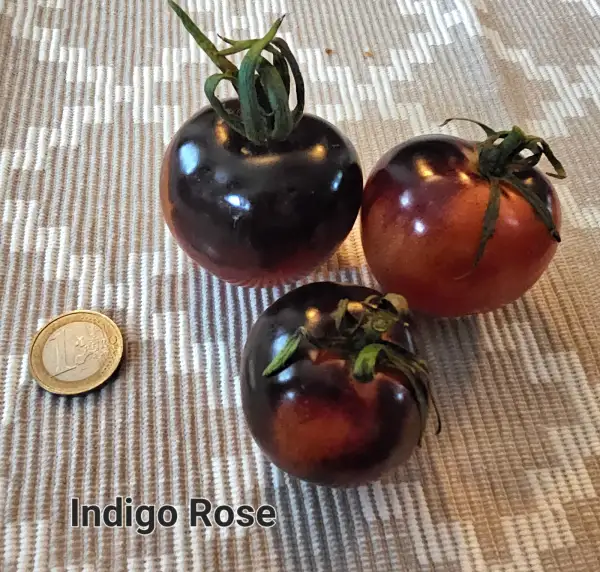 Tomaten: Indigo Rose