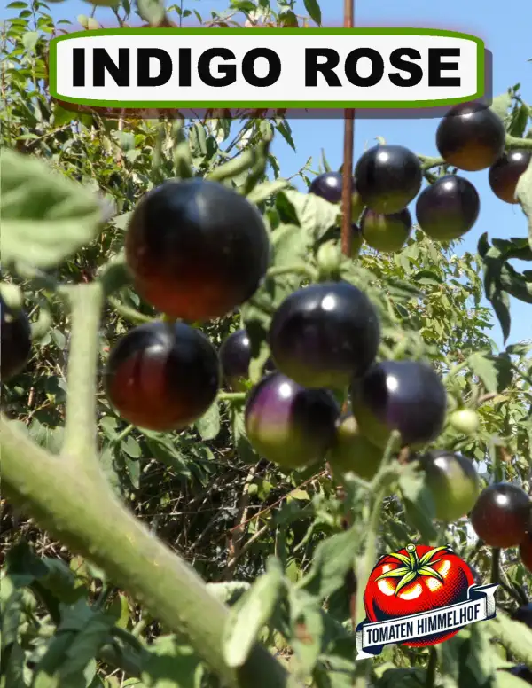 Tomaten: Indigo Rose