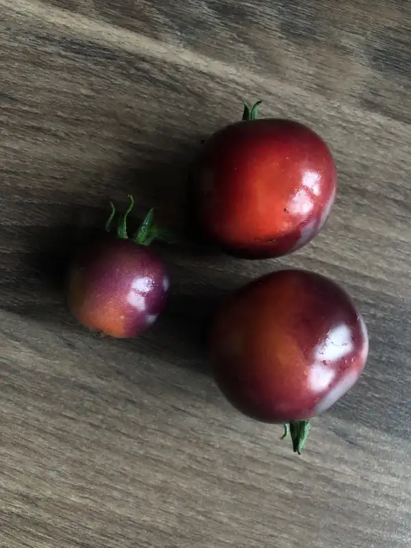 Tomaten: Indigo Rose