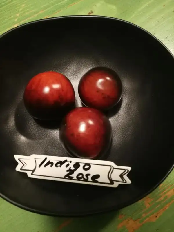 Tomaten: Indigo Rose