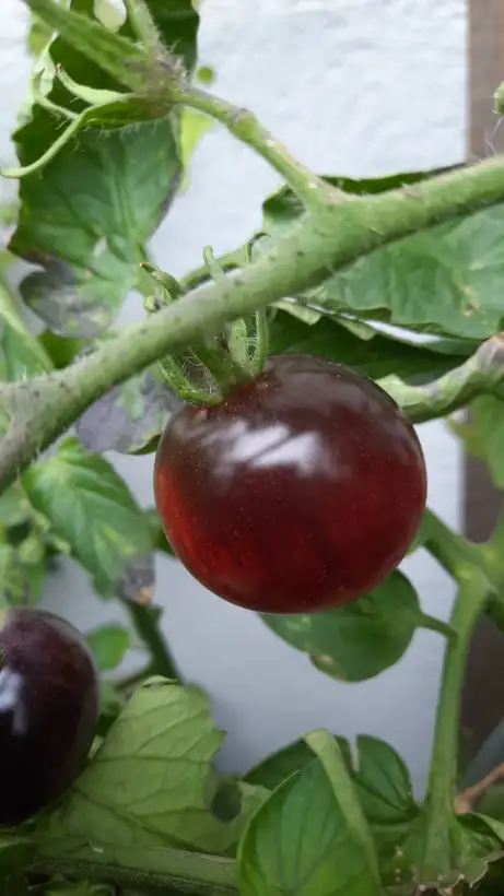 Tomaten: Indigo Rose