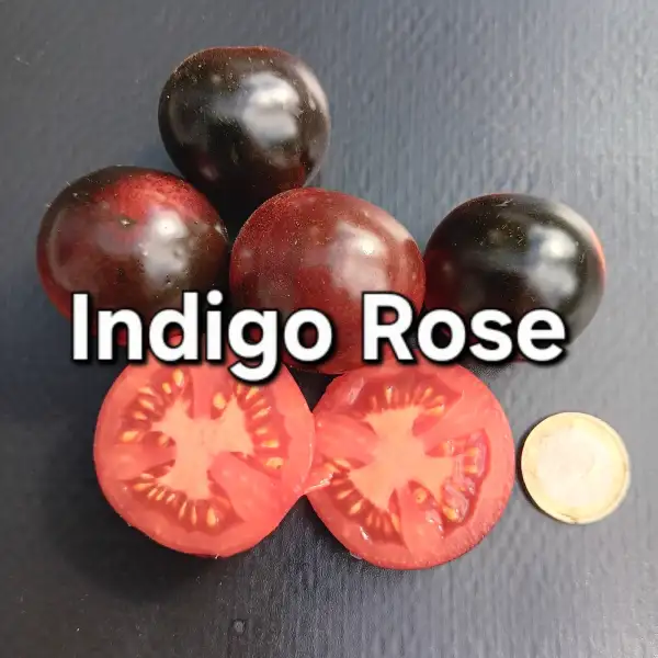 Tomaten: Indigo Rose