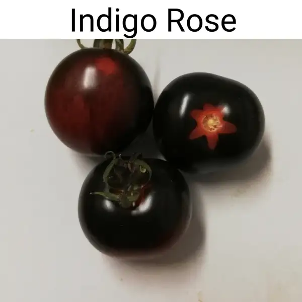 Tomaten: Indigo Rose