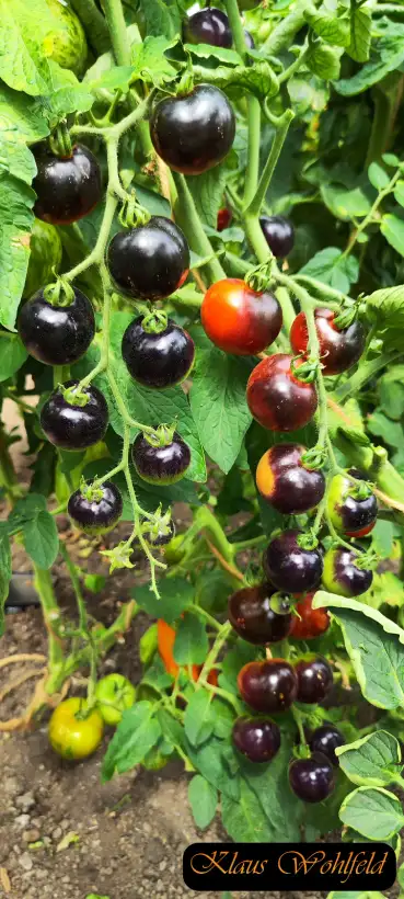 Tomaten: Indigo Rose