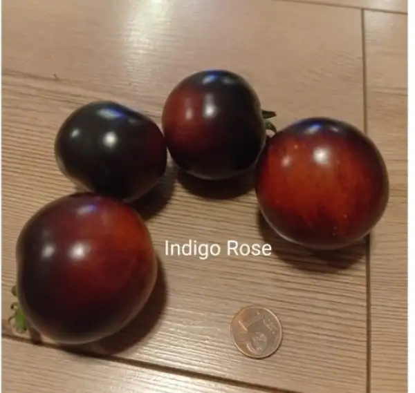 Tomaten: Indigo Rose