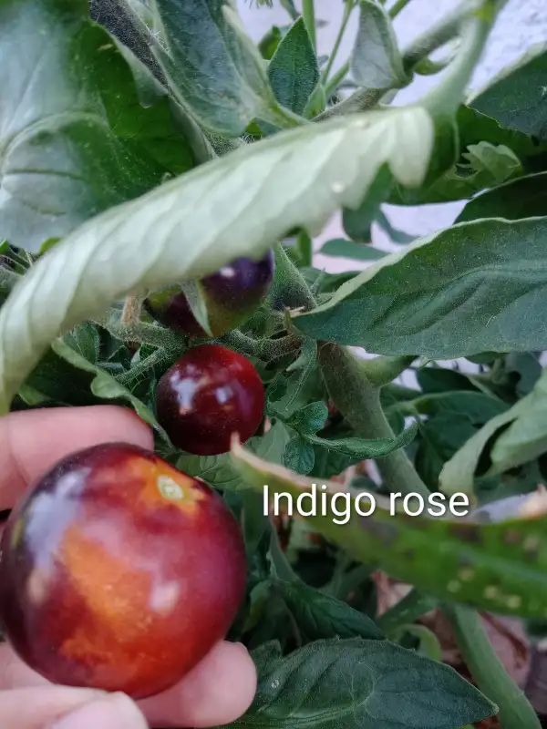 Tomaten: Indigo-Rose