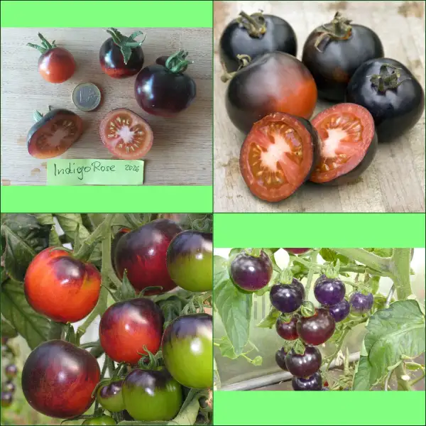 Tomaten: Indigo Rose