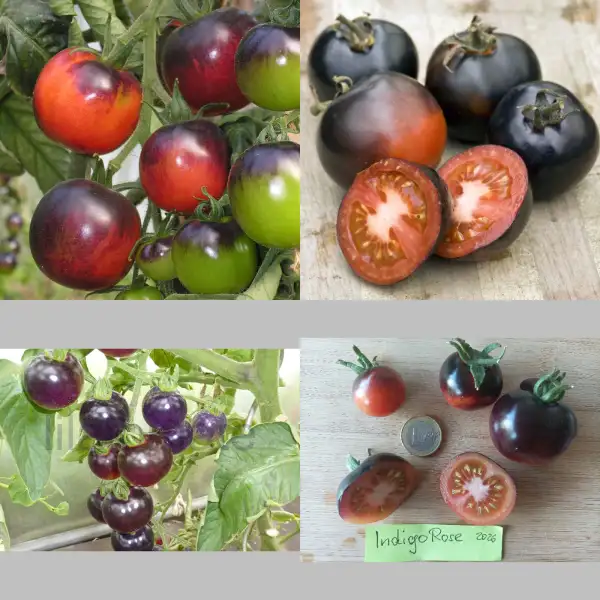 Tomaten: Indigo Rose