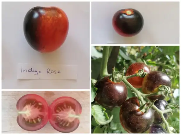 Tomaten: Indigo Rose