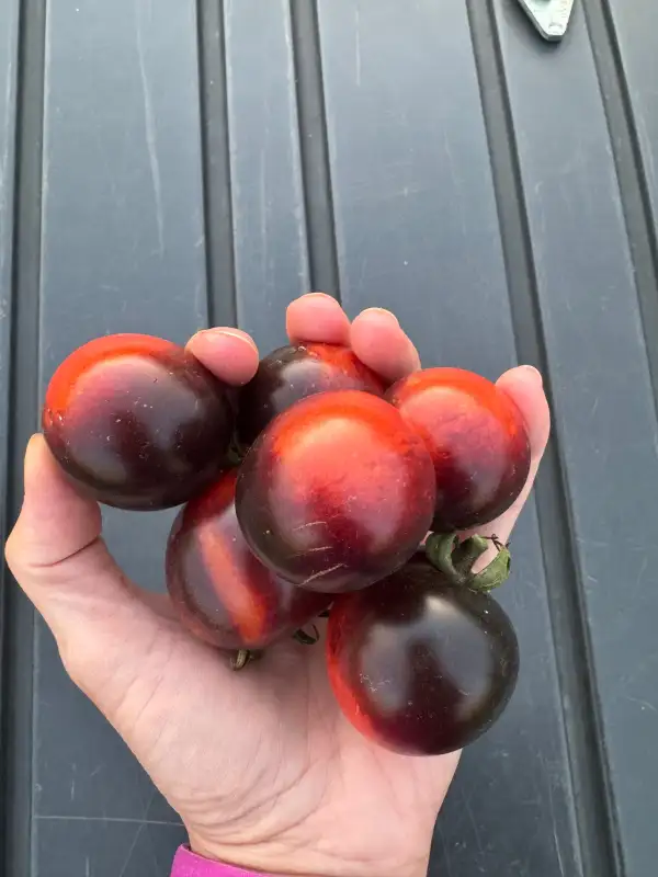 Tomaten: Indigo Rose