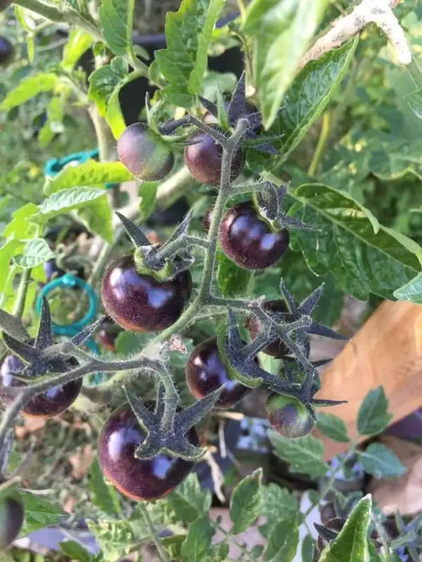 Tomaten: Indigo Rose