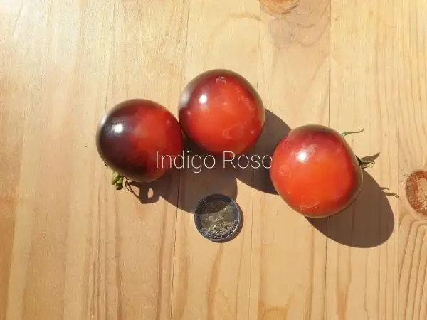 Tomaten: Indigo Rose
