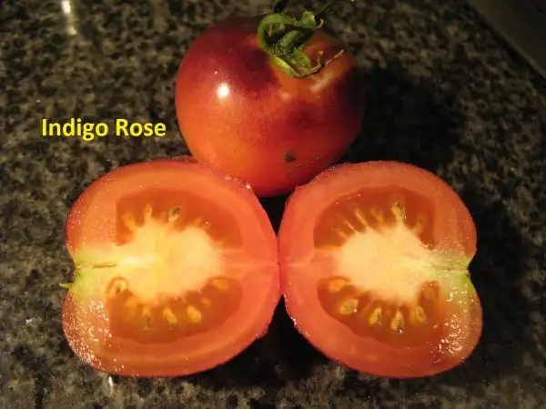 Tomaten: Indigo Rose