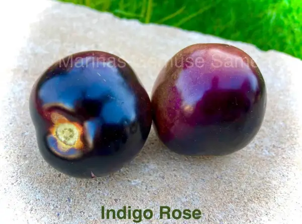 Tomaten: Indigo Rose