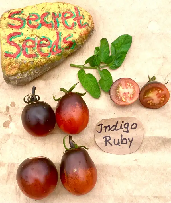 Tomaten: Indigo Ruby