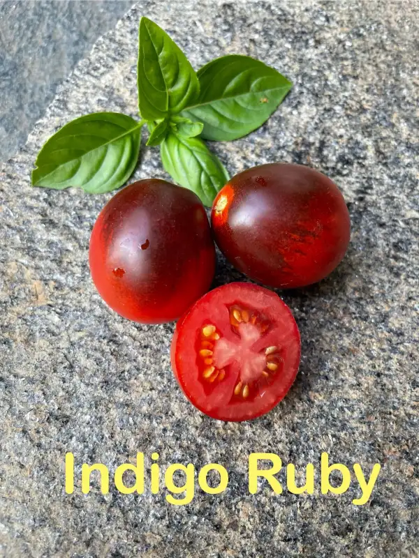 Tomaten: Indigo Ruby