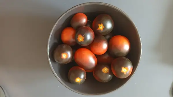 Tomaten: Indigo Ruby