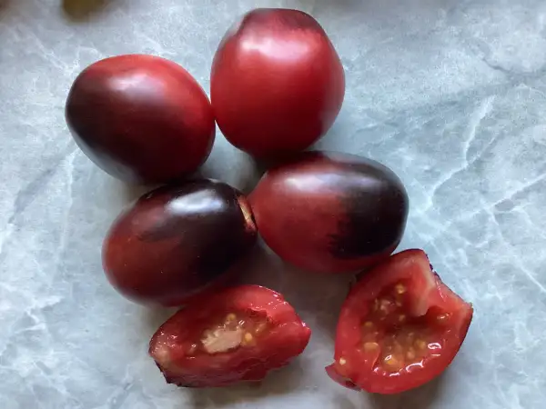 Tomaten: Indigo Ruby