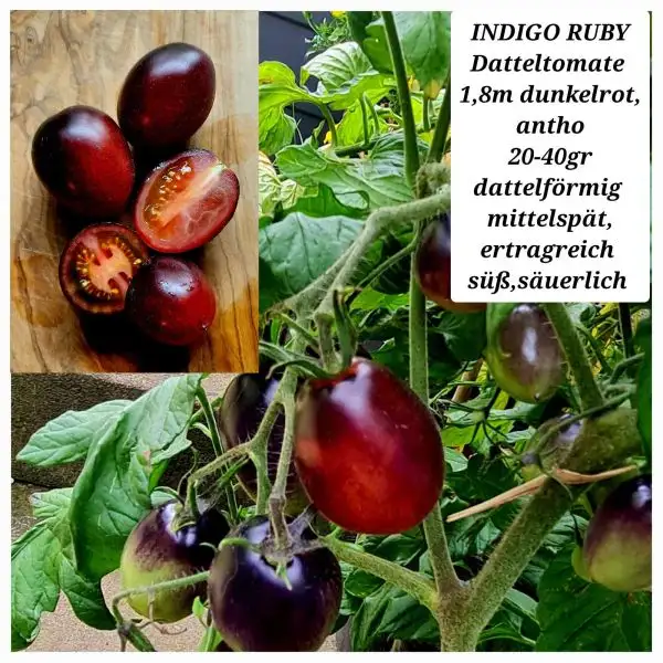 Tomaten: Indigo Ruby