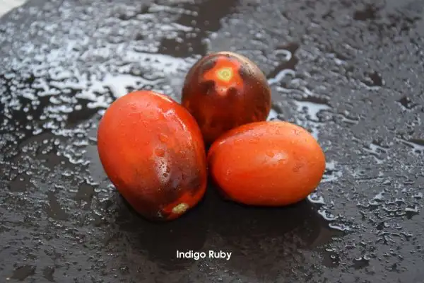 Tomaten: Indigo Ruby