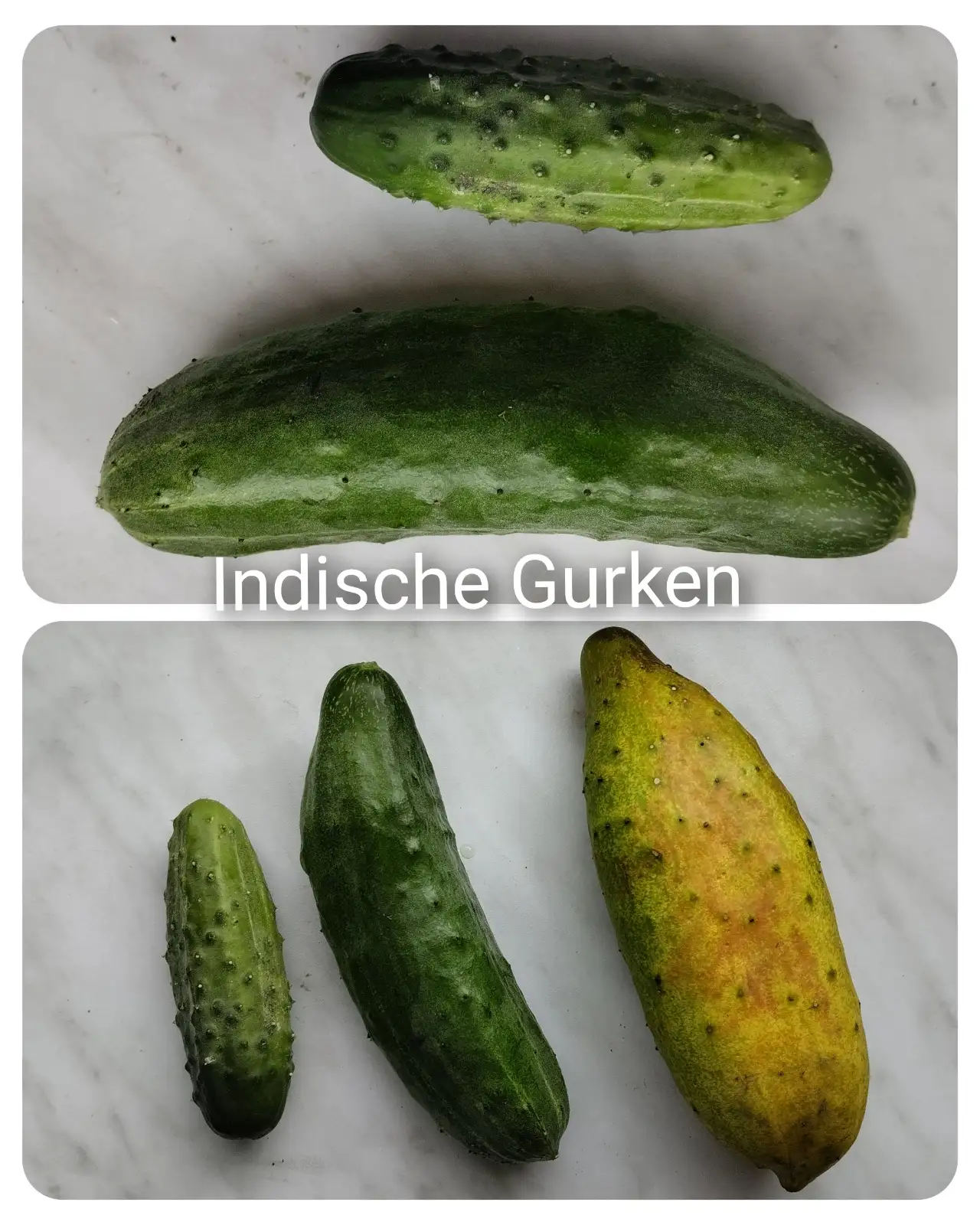 Gurken: Indische Gurken