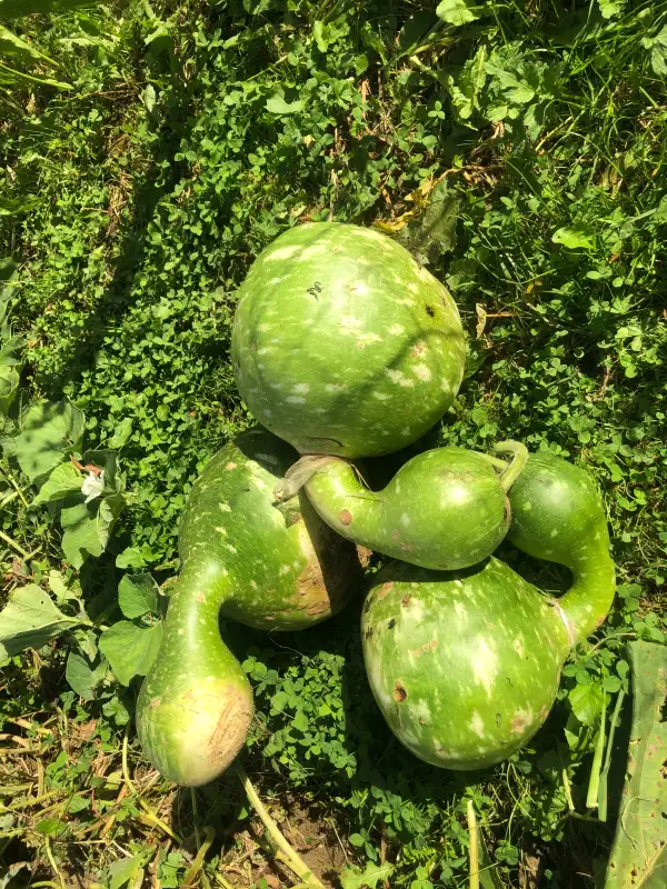 andere Gemüse: Indonesian Bottle flaschenkürbis