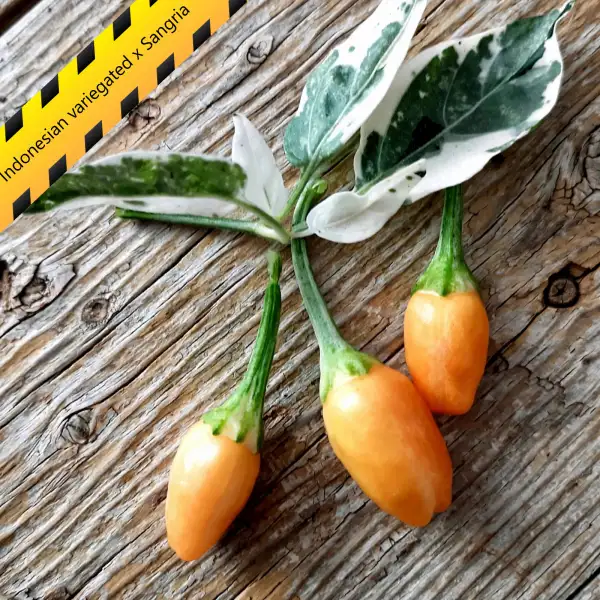 Chili: Indonesian variegated x Sangria