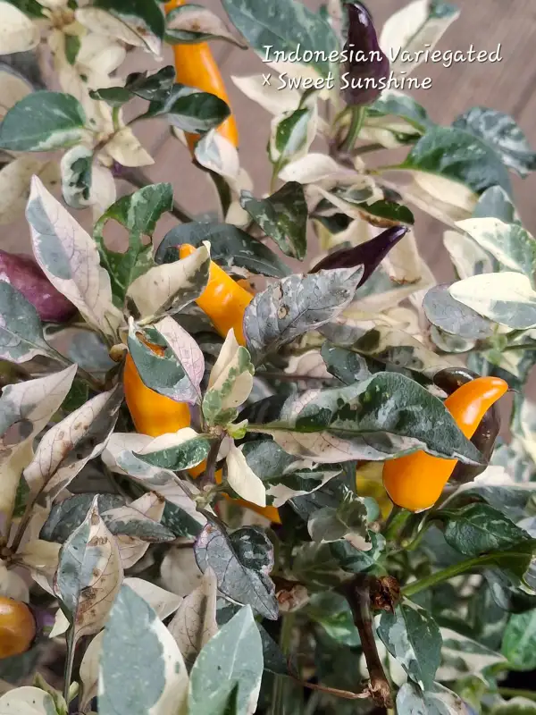 Chili / Paprika: Indonesian Variegated x Sweet Sunshine