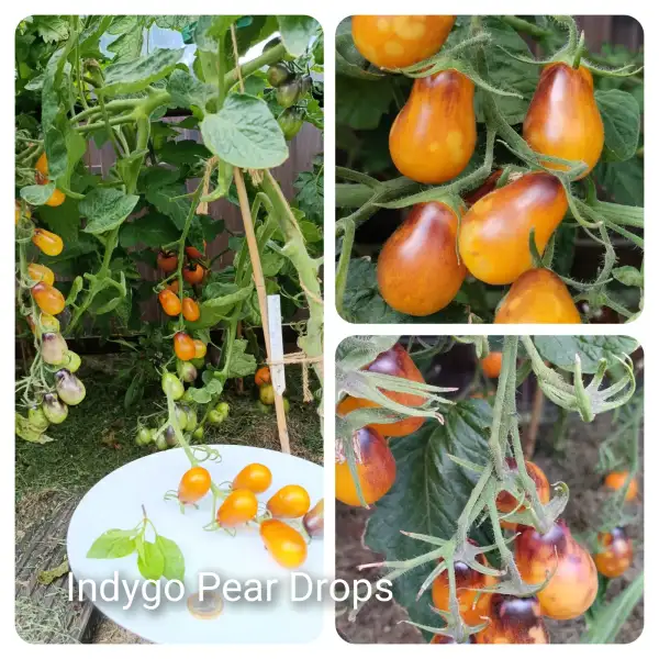 Tomaten: Indygo Pear Drops