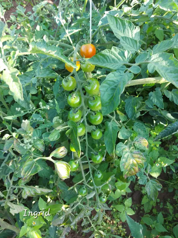 Tomaten: Ingrid