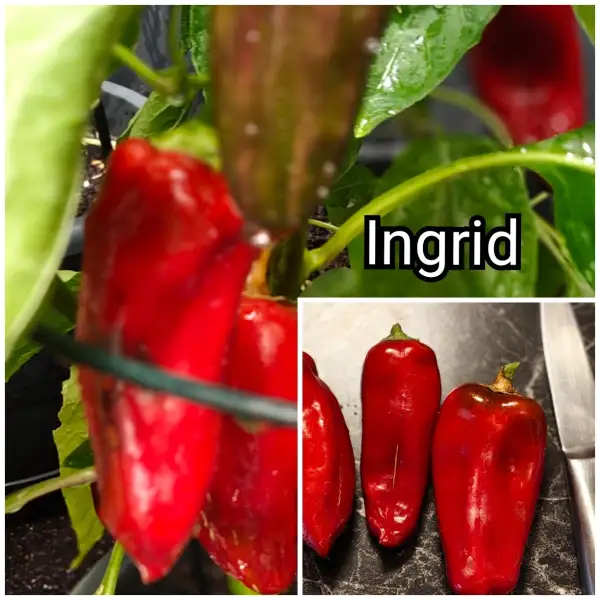 Paprika: Ingrid