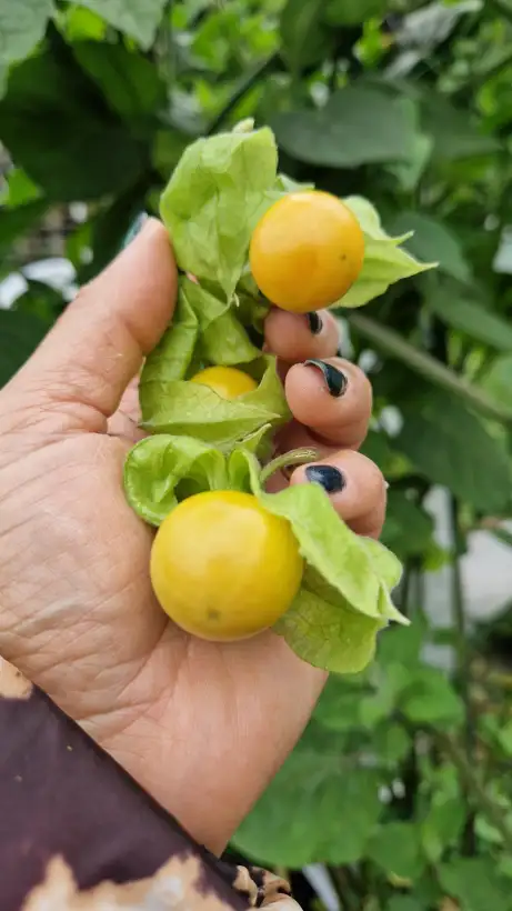 Physalis: Inhalt :10-15 Körner