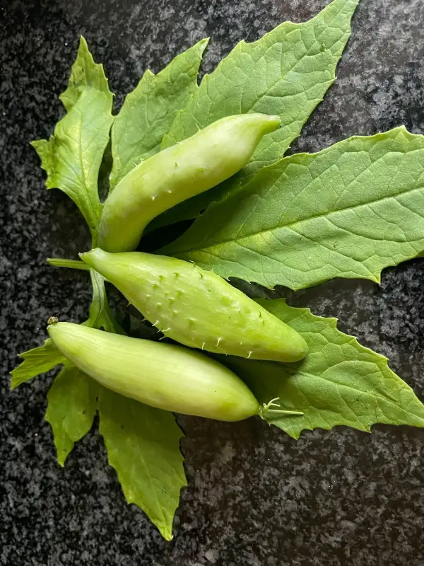 Gurken: Inka - Gurke