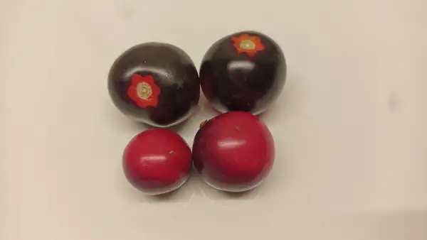Tomaten: Inka