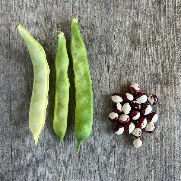 Bohnen: Inka Bohne (Inca Pea Bean)