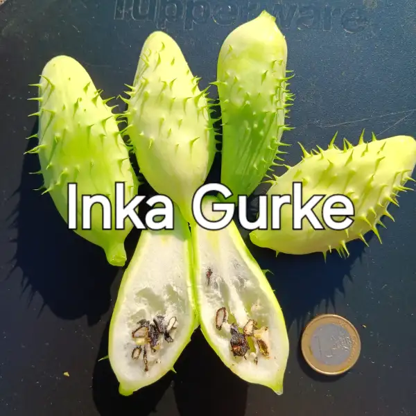 Gurken: Inka Gurke