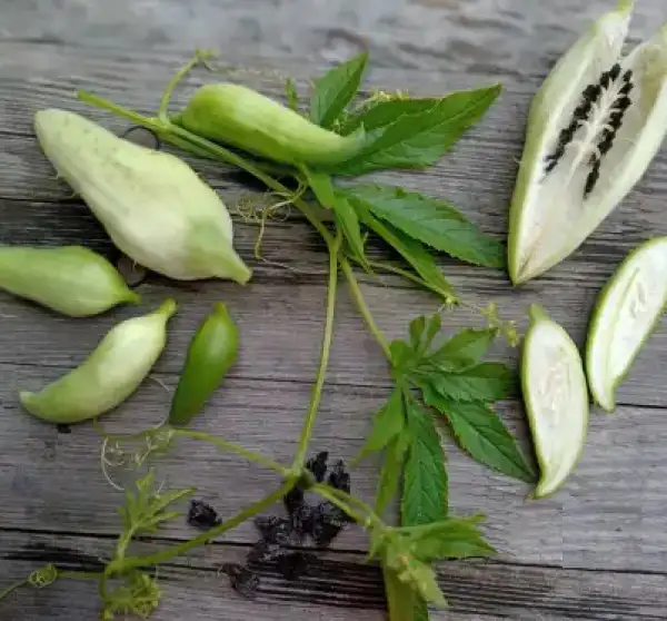 Gurken: Inka-Hörnchen, Snack-Gurke