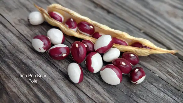 Bohnen: Inka Pea Bean, pole