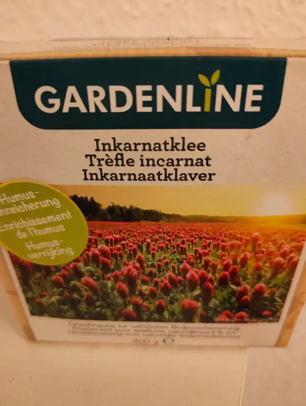 Blumen: Inkarnatklee