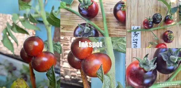Tomaten: Inkspot - Zwergtomate